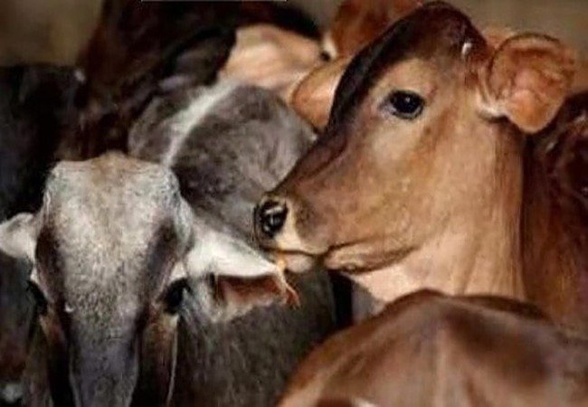 जकातवाडीत जनावरांची अवैध वाहतुकी; दोघांवर गुन्हा